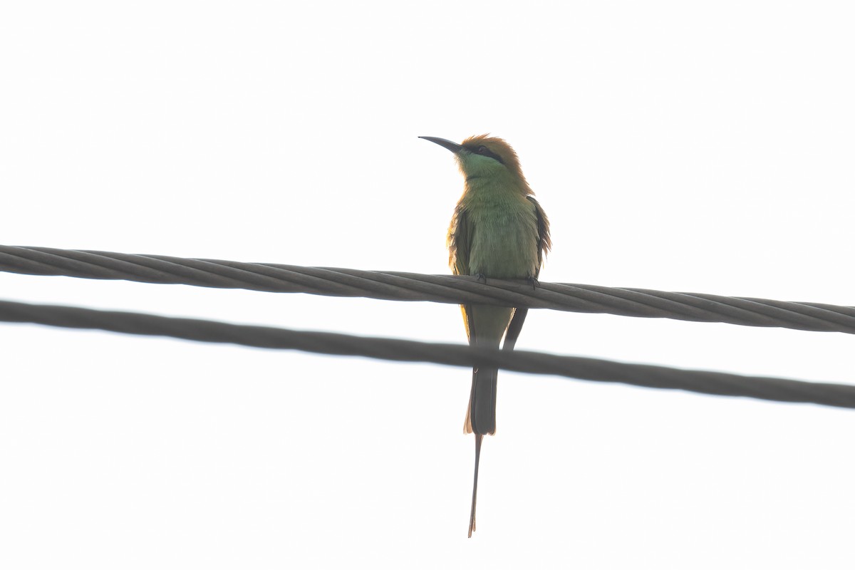 Asya Yeşil Arıkuşu - ML646113323