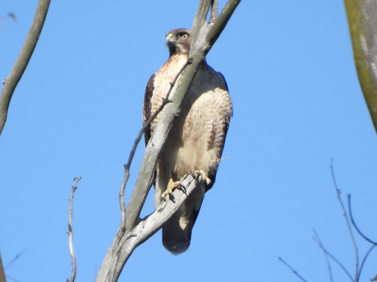 Kızıl Omuzlu Şahin - ML646113324