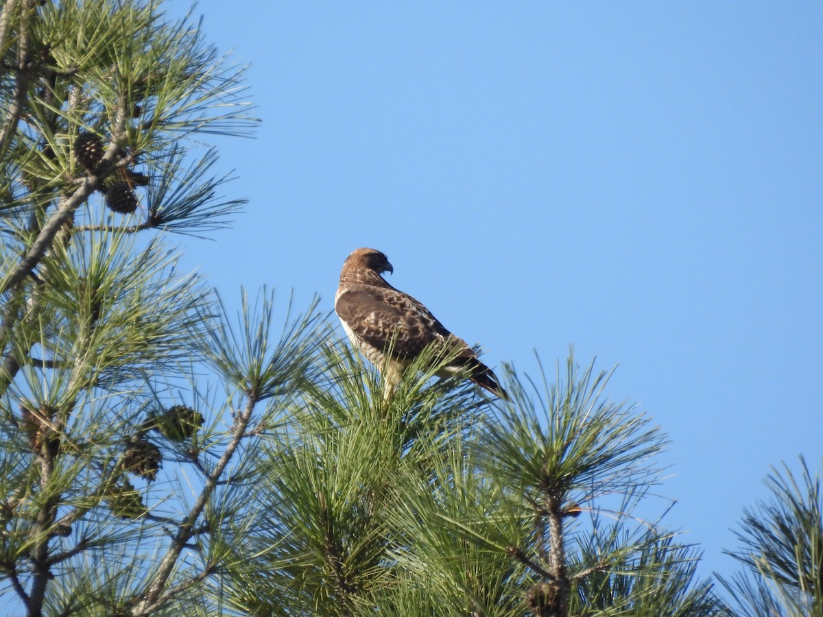 Kızıl Omuzlu Şahin - ML646113326