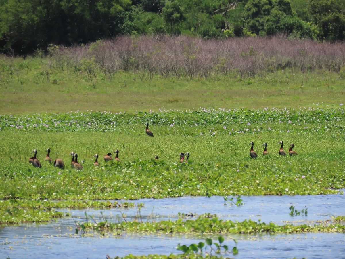Ak Yüzlü Islıkçı Ördek - ML646113327