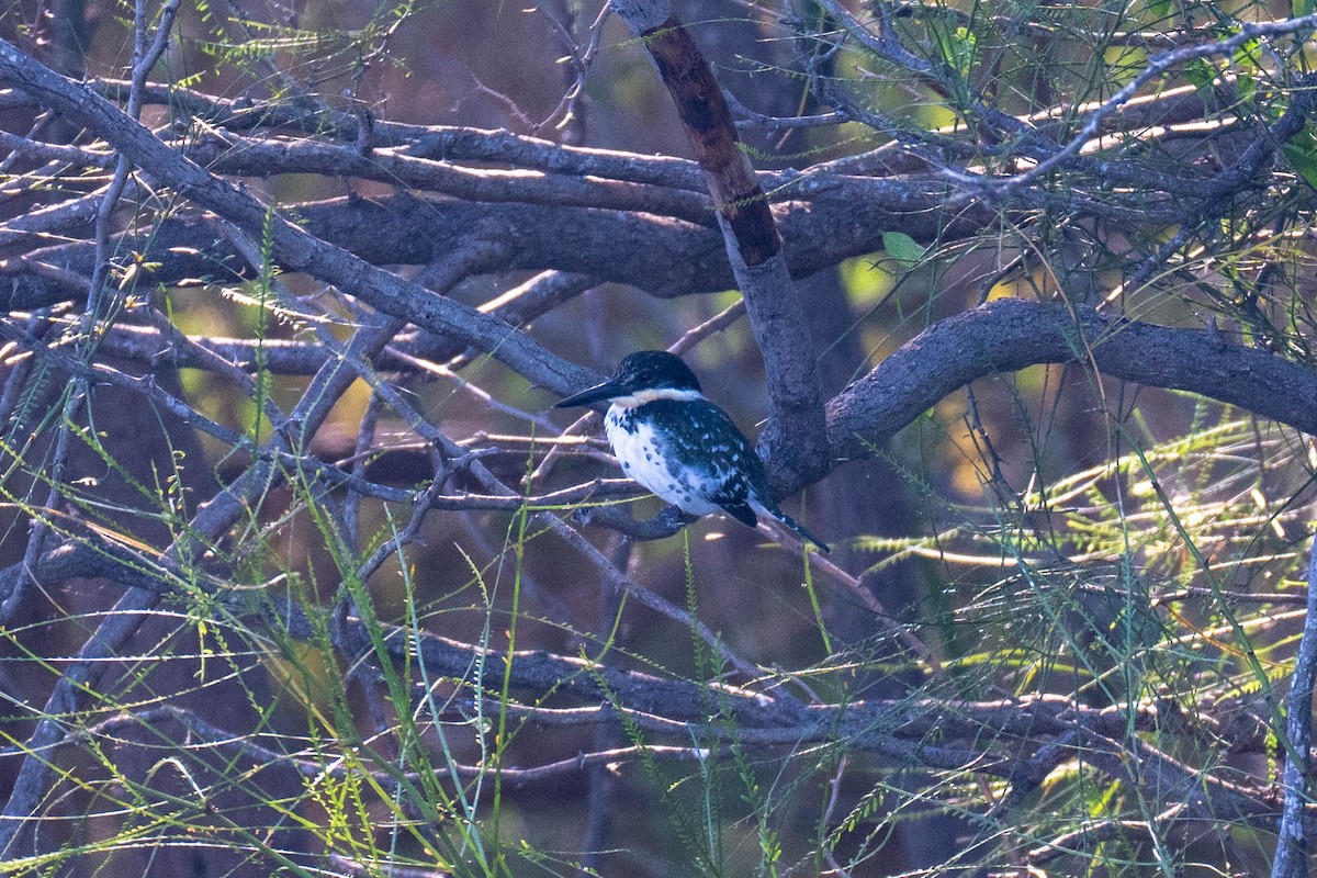 Yeşil Yalıçapkını - ML646113328