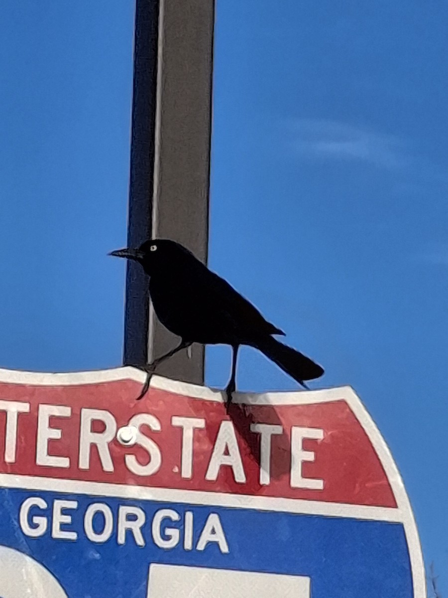 Denizci Kiskal - ML646113329