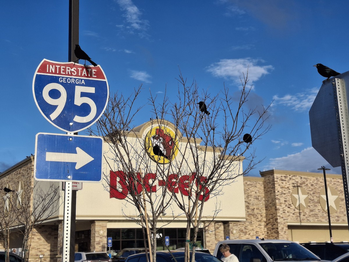 Denizci Kiskal - ML646113330