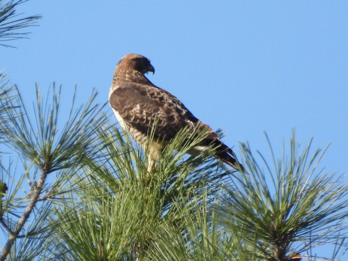 Kızıl Omuzlu Şahin - ML646113331