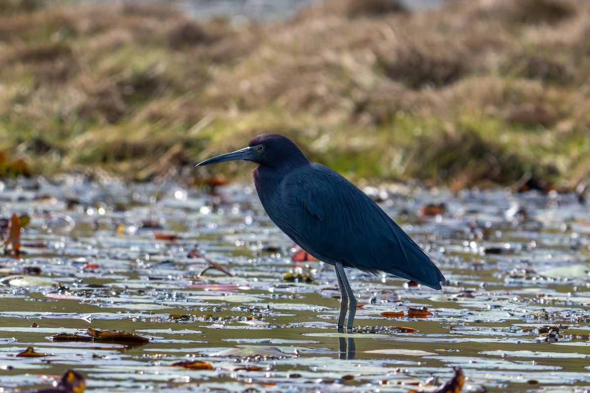 Mavi Balıkçıl - ML646113332