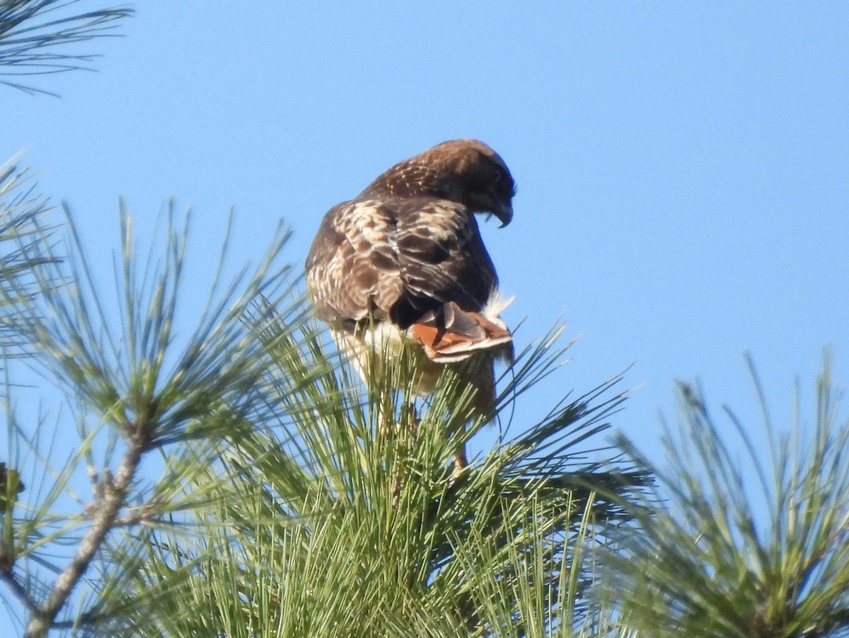 Kızıl Omuzlu Şahin - ML646113333