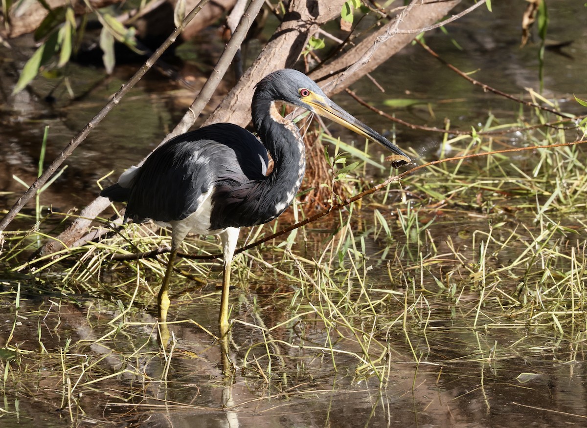 Tricolored Heron - ML646113335
