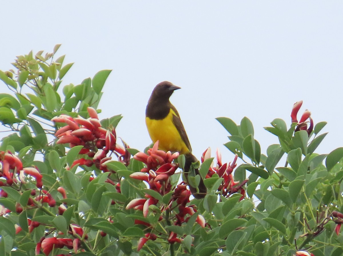 Мочарець жовтогузий - ML646113337