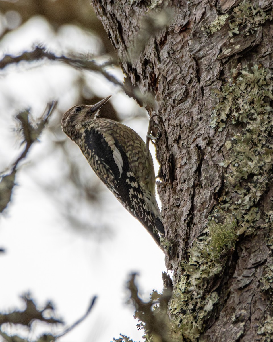 datel rudohrdlý - ML646113342