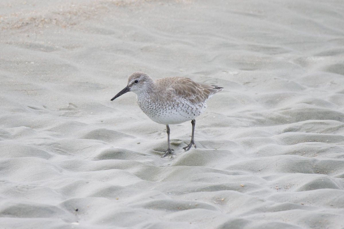 Red Knot - ML646113343