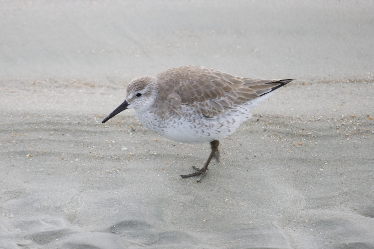 Red Knot - ML646113344