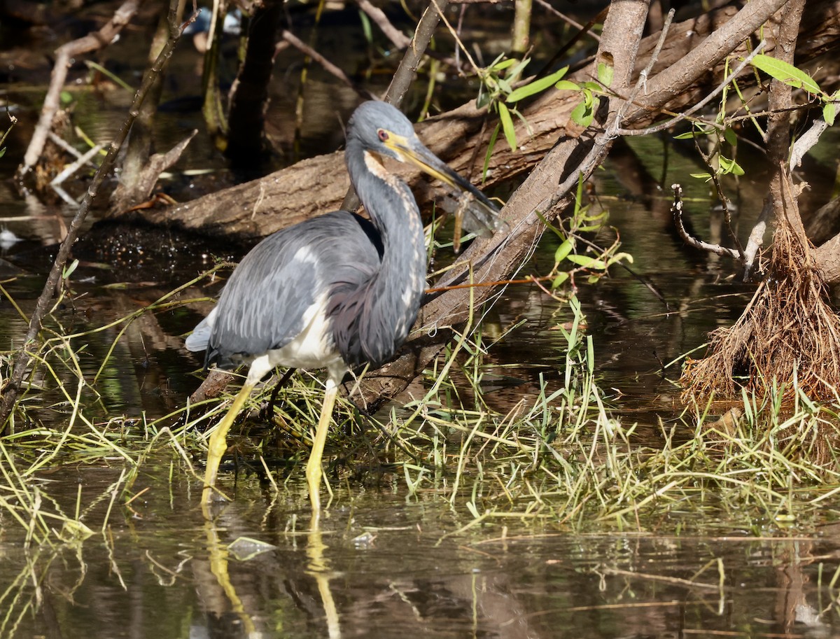Tricolored Heron - ML646113346