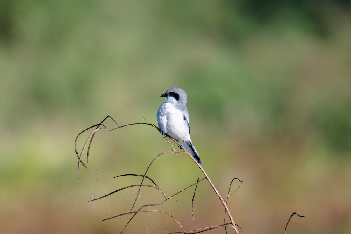 Loggerhead Shrike - ML646113347