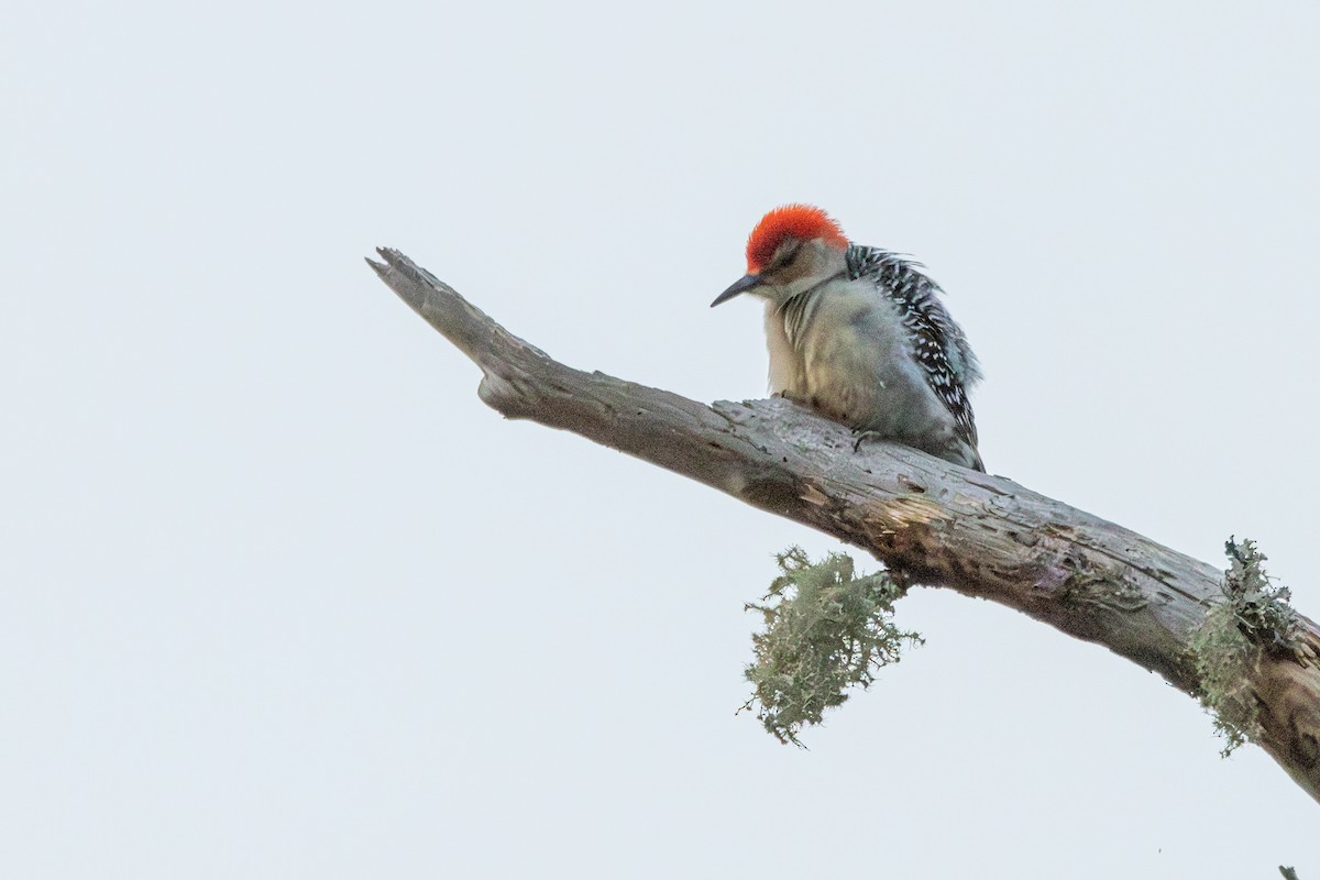 datel karolínský - ML646113359