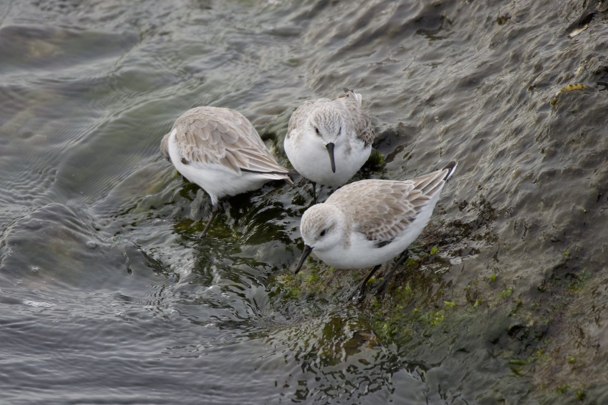 Ak Kumkuşu - ML646113360