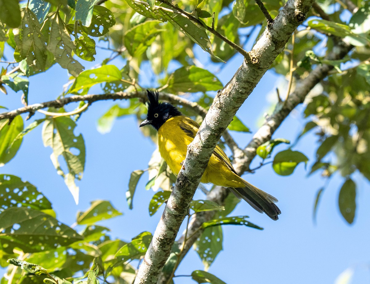 Black-crested Bulbul - ML646113365