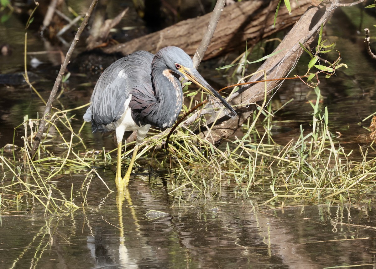 Tricolored Heron - ML646113366