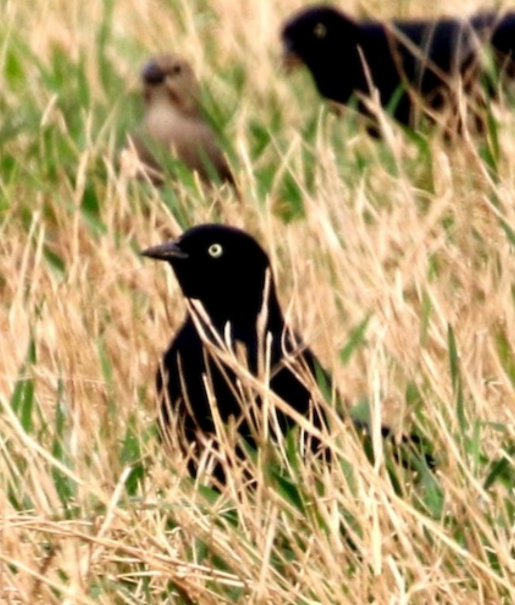 Brewer's Blackbird - ML646113367