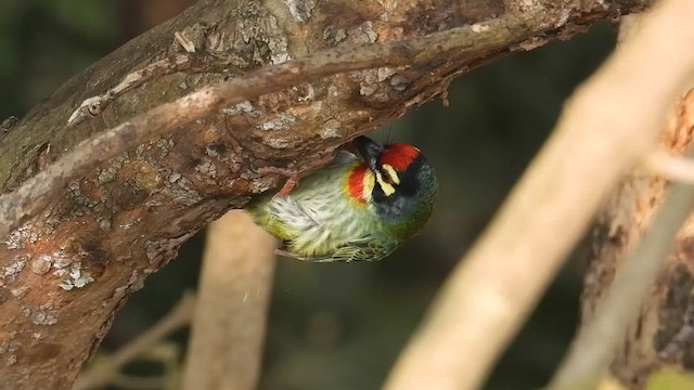 Coppersmith Barbet - ML646113368