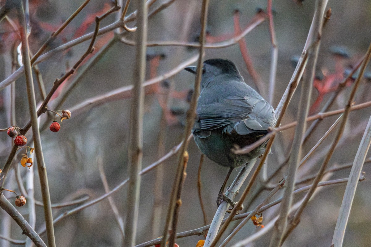 drozdec černohlavý - ML646113370