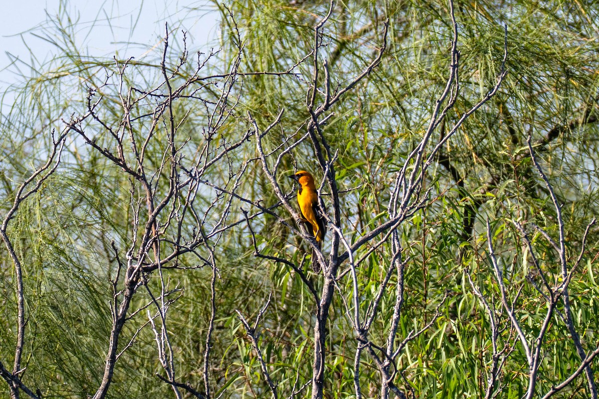 Altamira Oriole - ML646113371