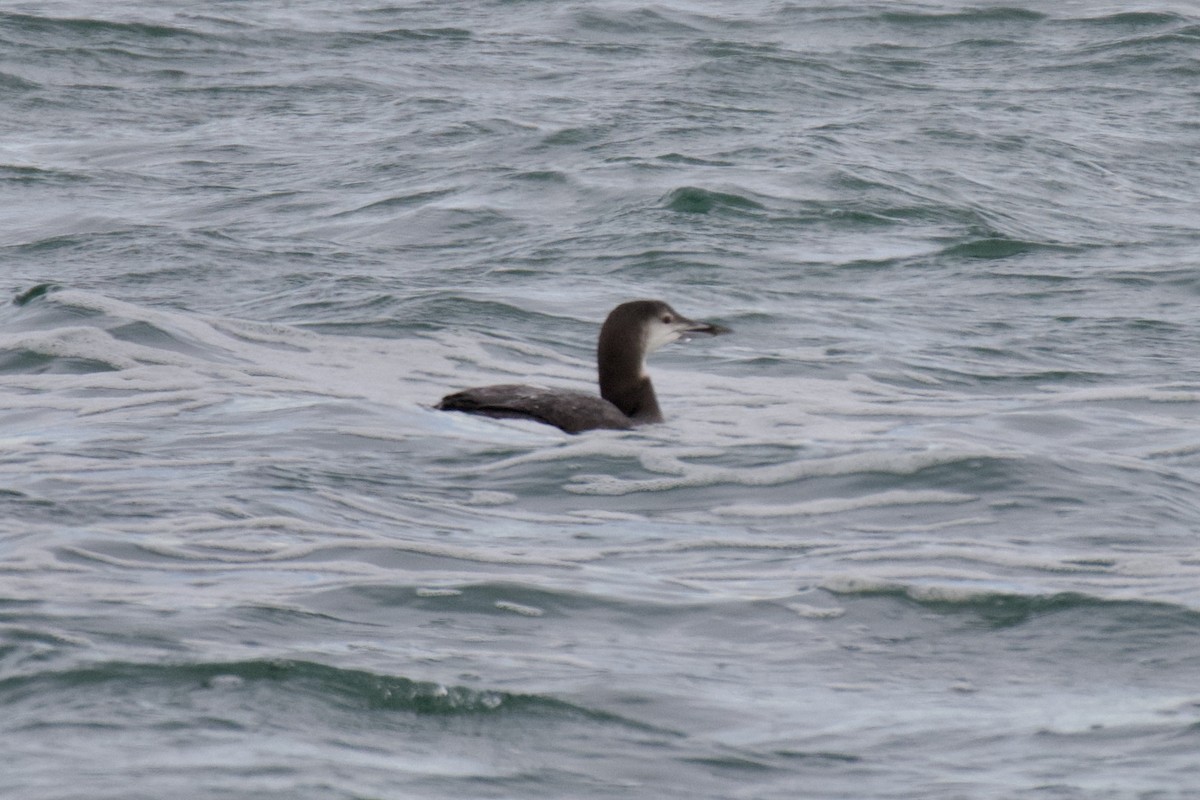 Buz Dalgıcı - ML646113372