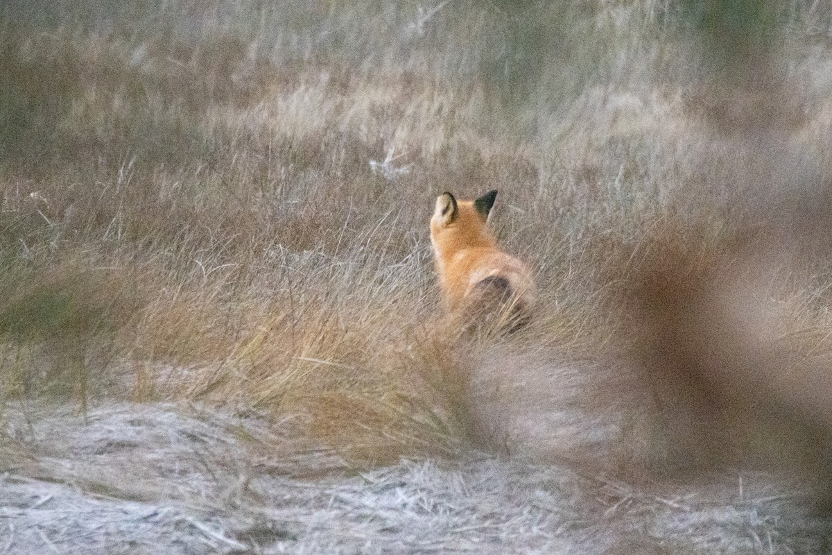 Red Fox - ML646113387