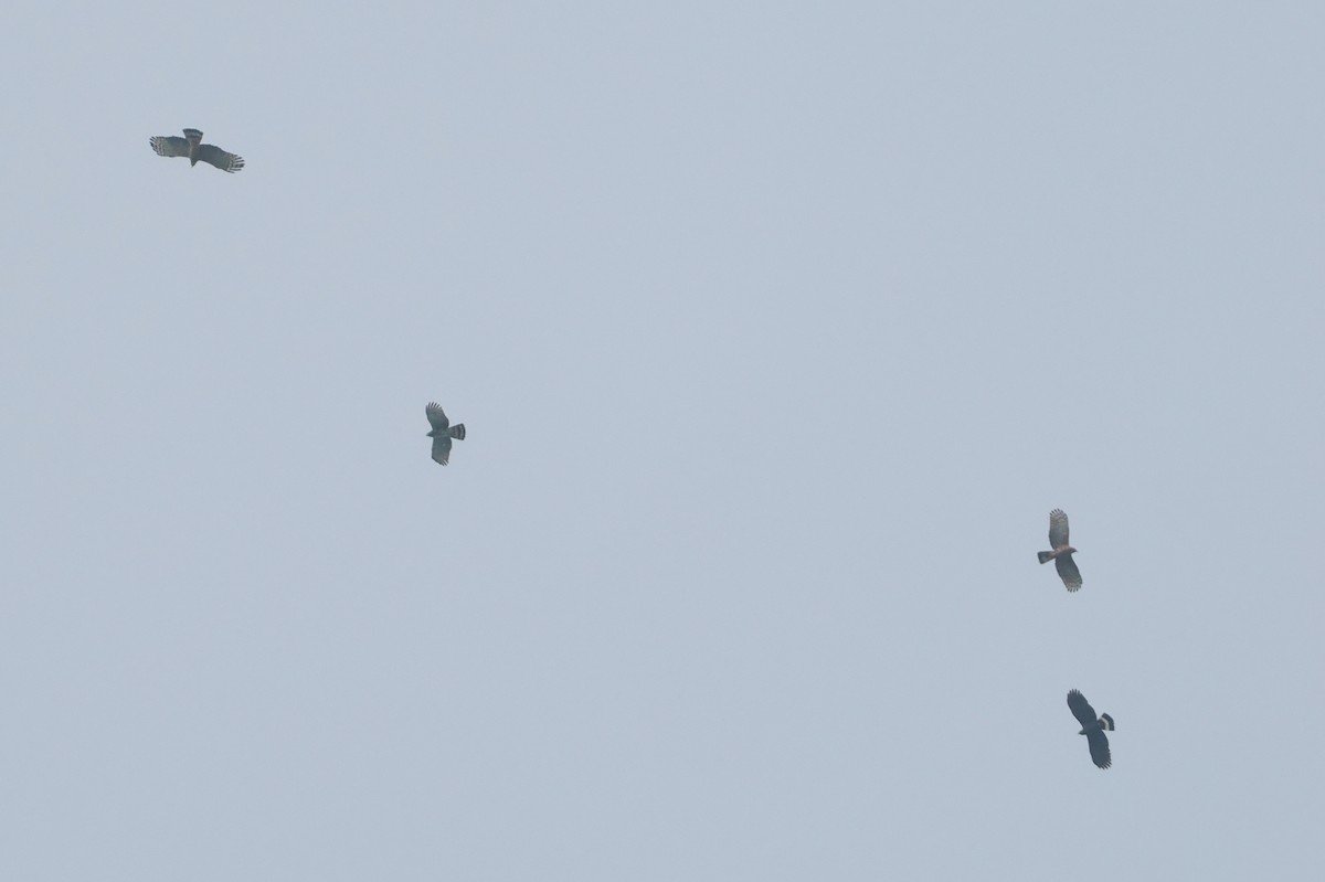 Hook-billed Kite - ML646113389