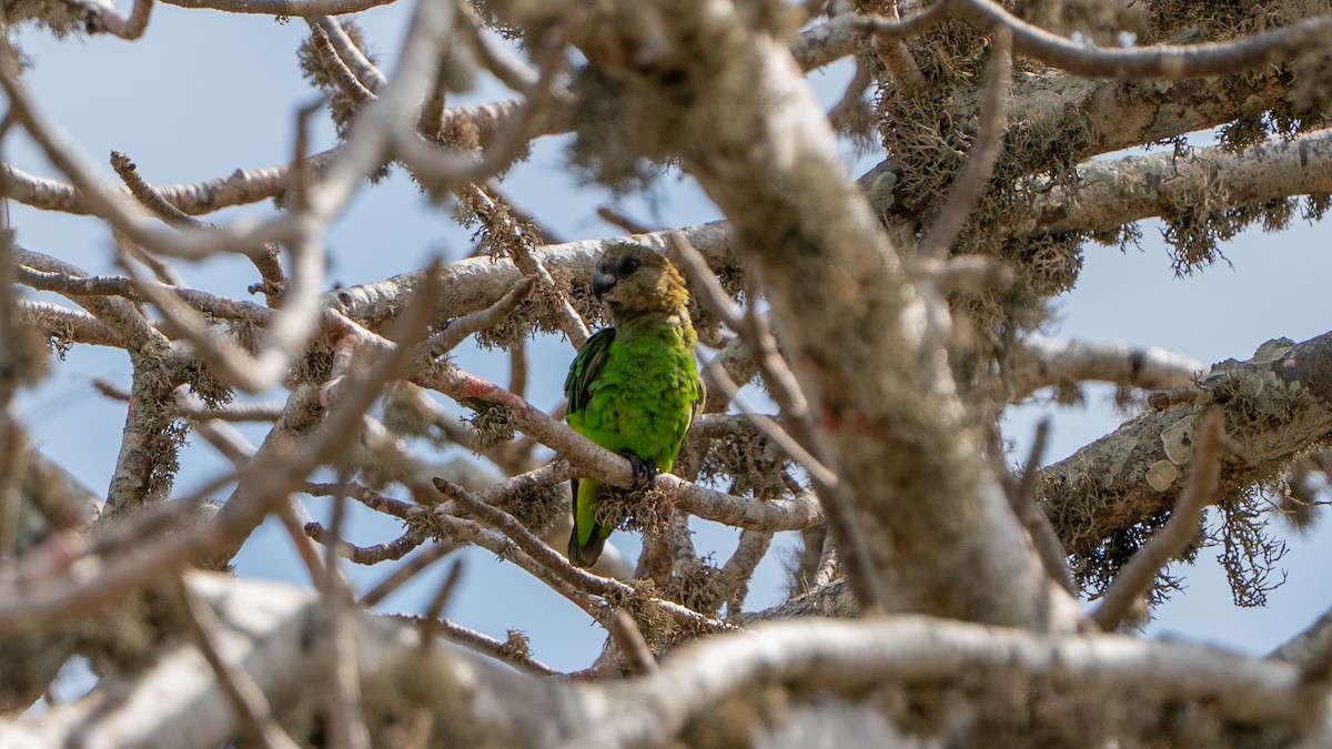 Brown-headed Parrot - ML646113393