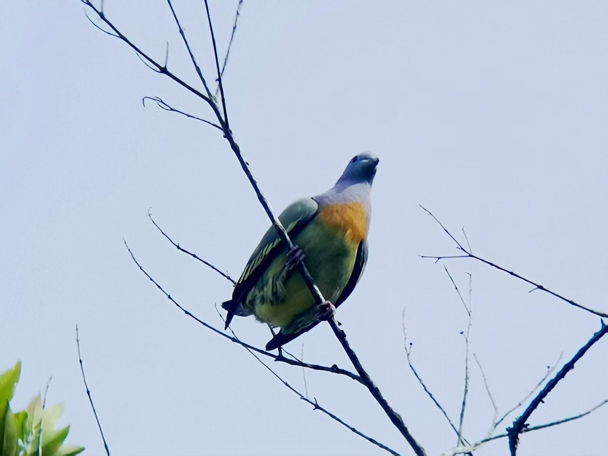 Вінаго оливковокрилий - ML646113396