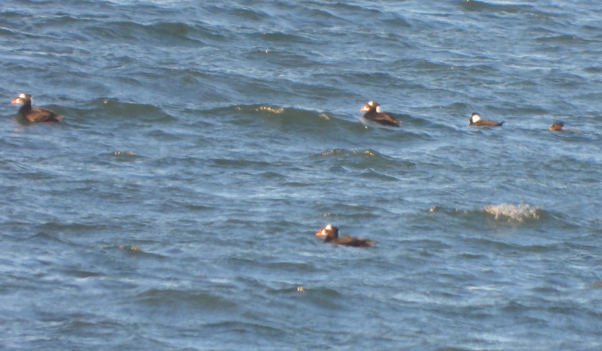 Surf Scoter - ML646113397