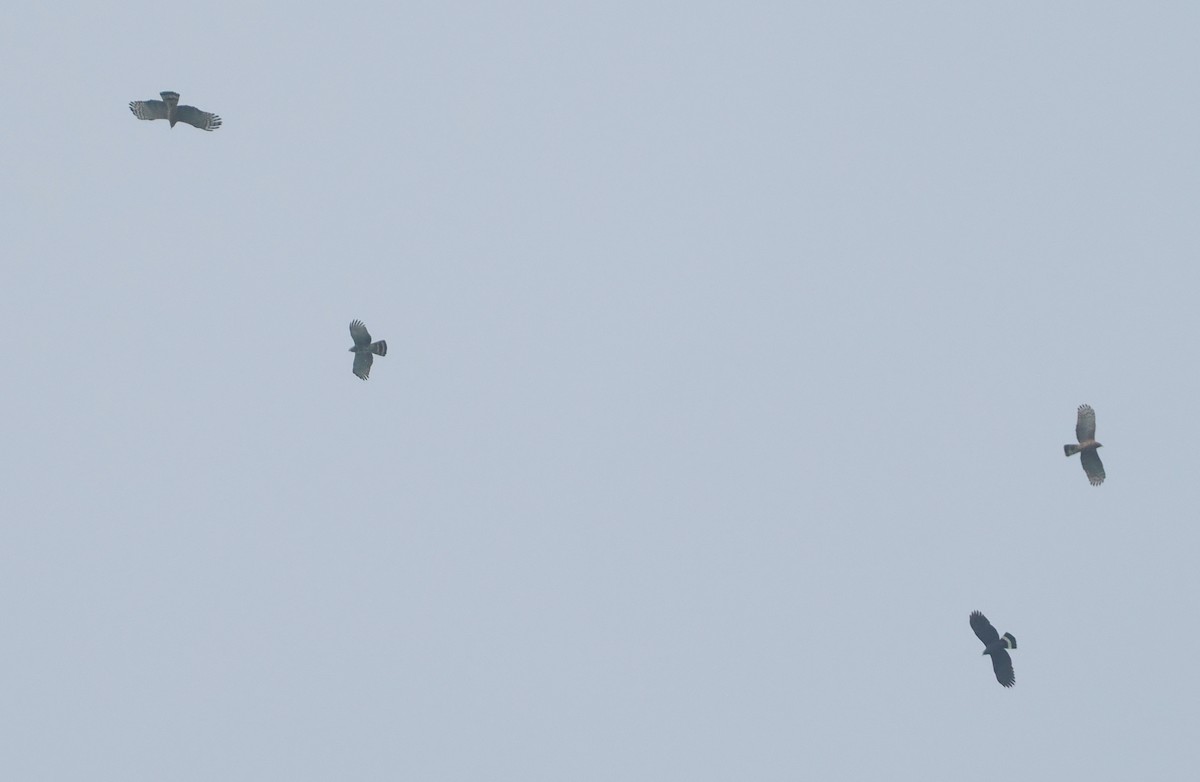 Hook-billed Kite - ML646113401