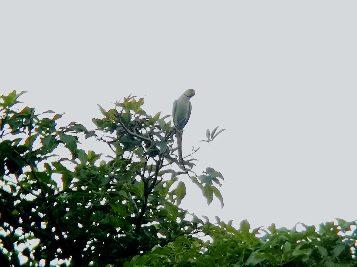 Папуга Крамера - ML646113403