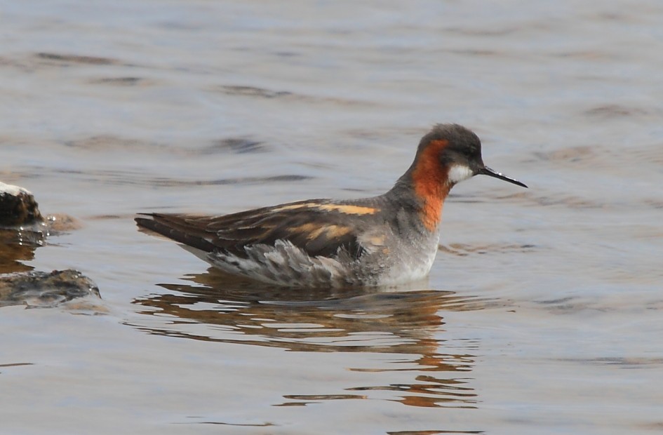 Red-necked Phalarope - ML646113405