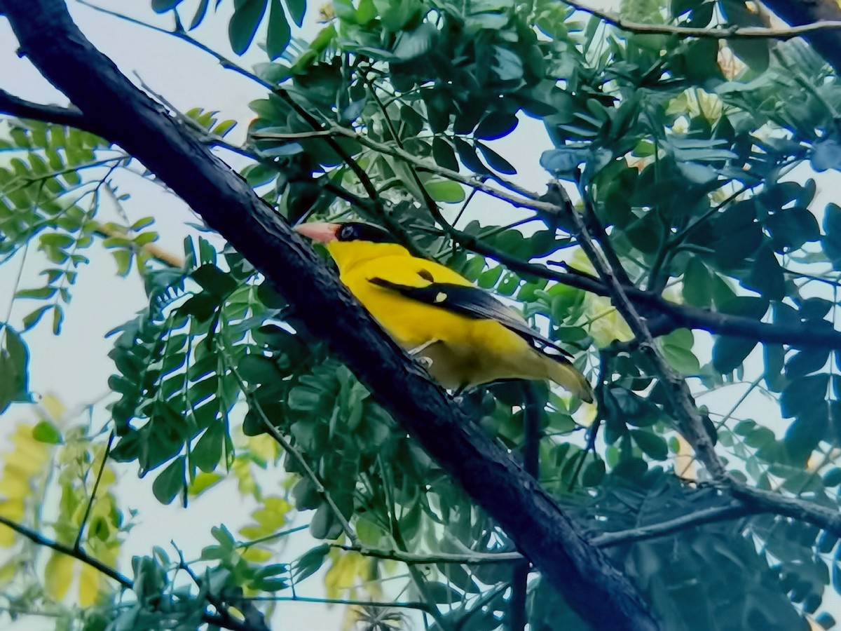 Вивільга чорноголова - ML646113408