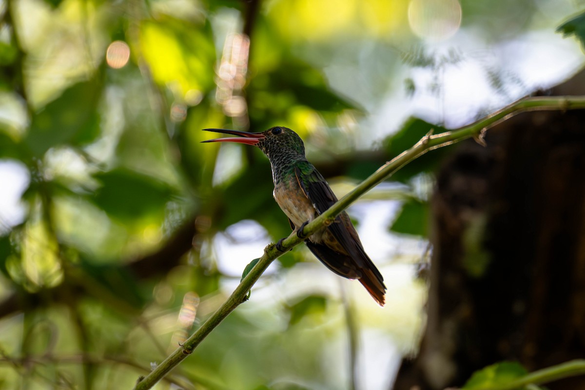Buff-bellied Hummingbird - ML646113411