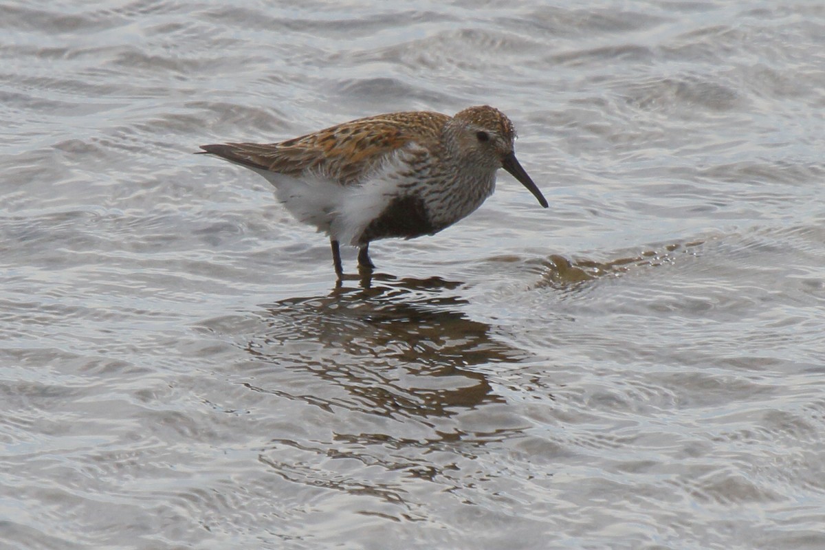 Dunlin - ML646113416