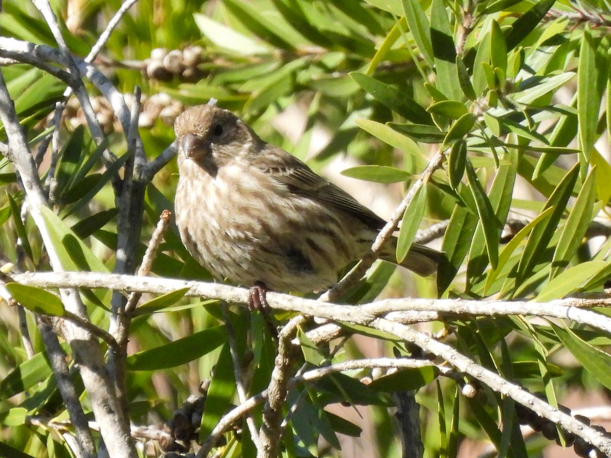 Roselin familier - ML646113417