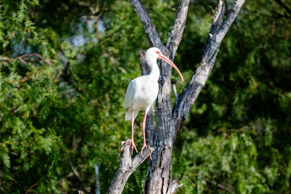 White Ibis - ML646113423