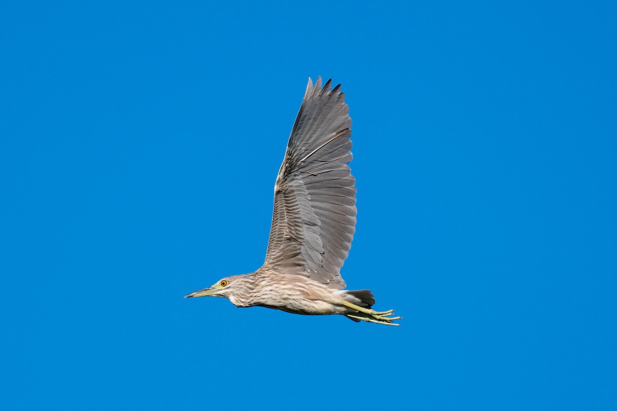 Black-crowned Night Heron - ML646113434