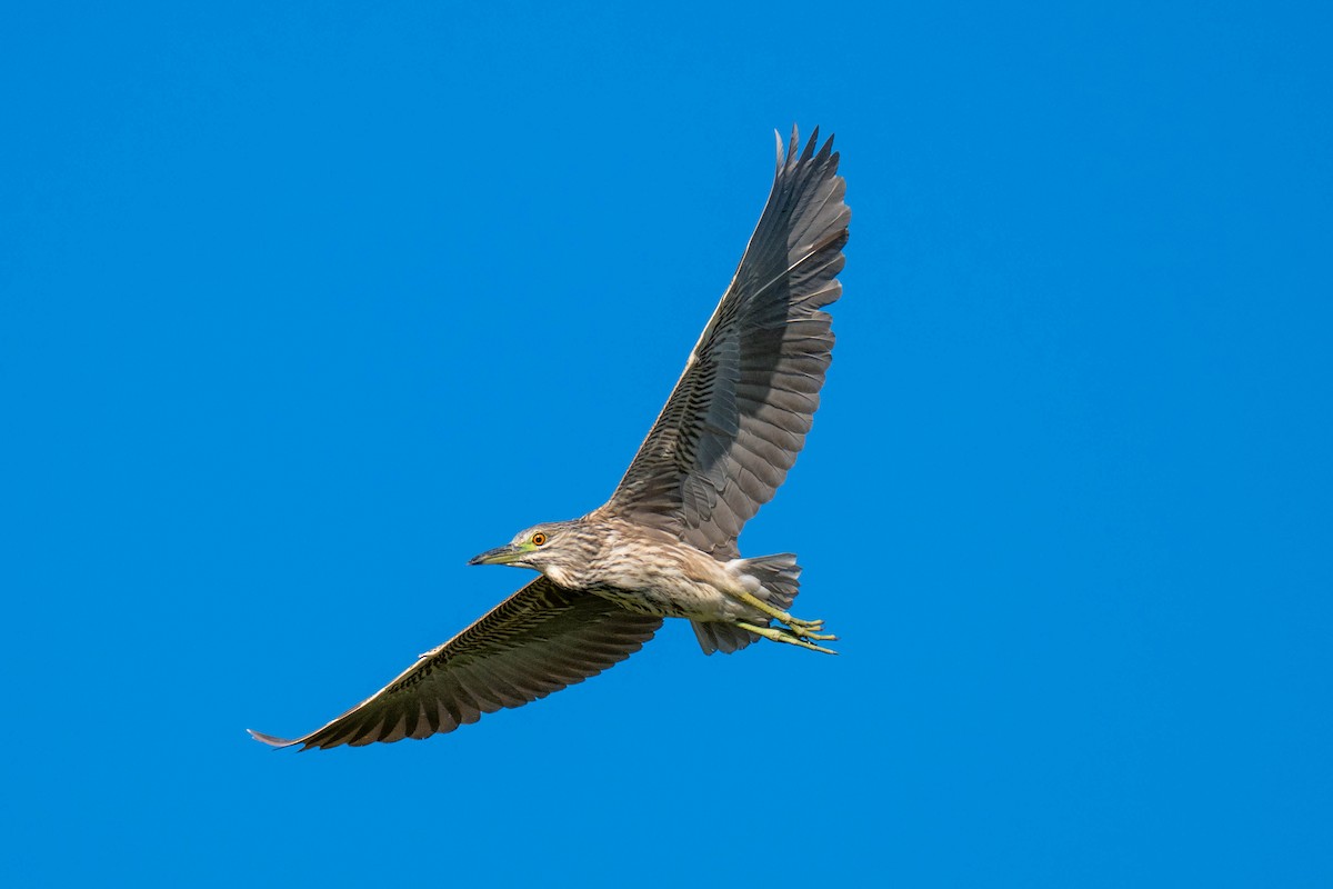 Black-crowned Night Heron - ML646113435