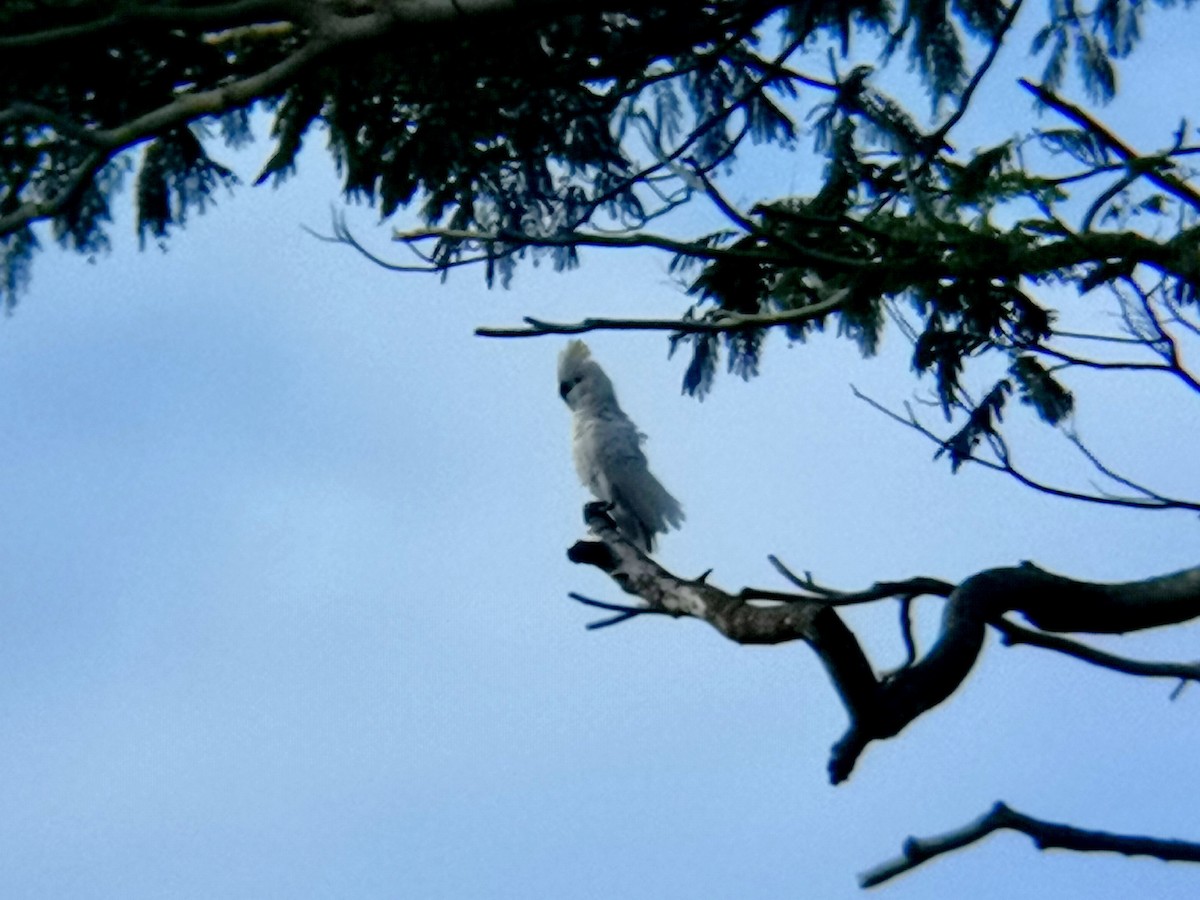 Какаду танімбарський - ML646113438