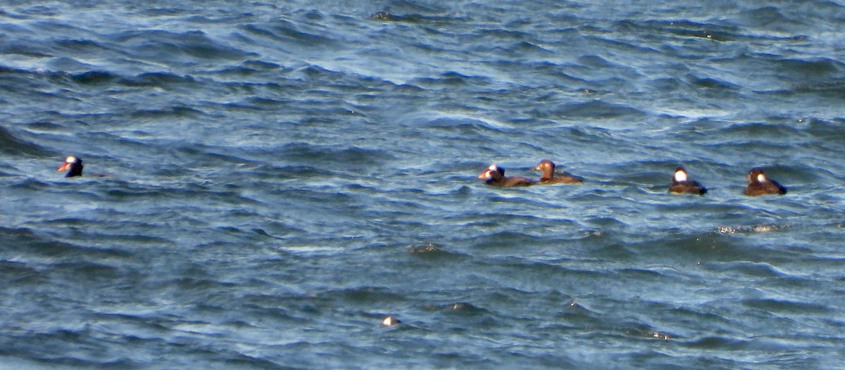 Surf Scoter - ML646113443