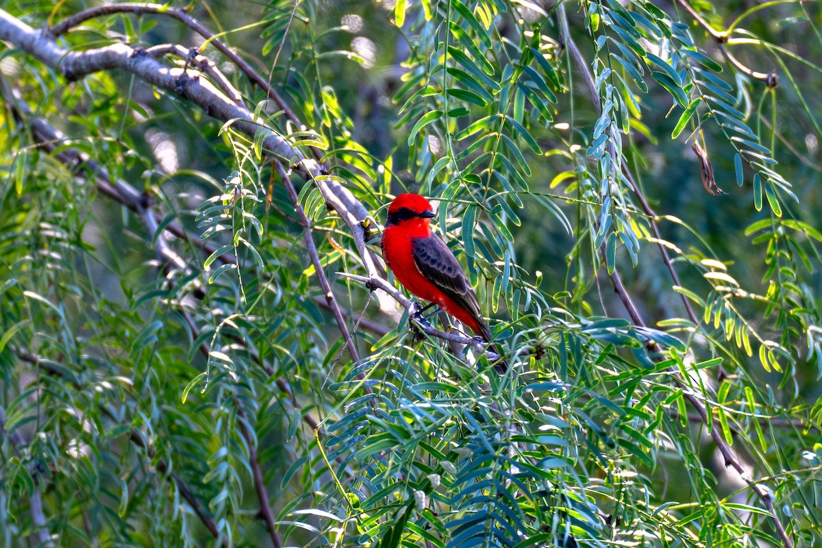 Vermilion Flycatcher - ML646113448
