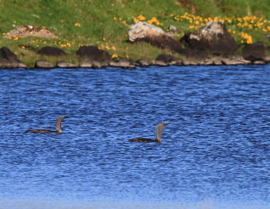 Red-throated Loon - ML646113458