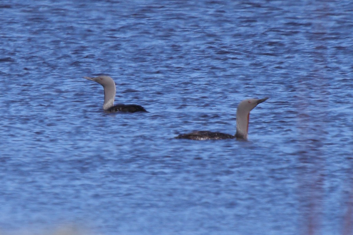 Red-throated Loon - ML646113459