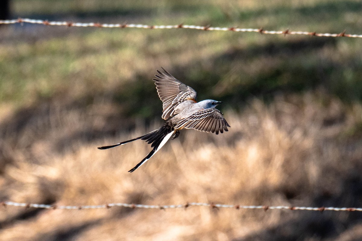 Scissor-tailed Flycatcher - ML646113461