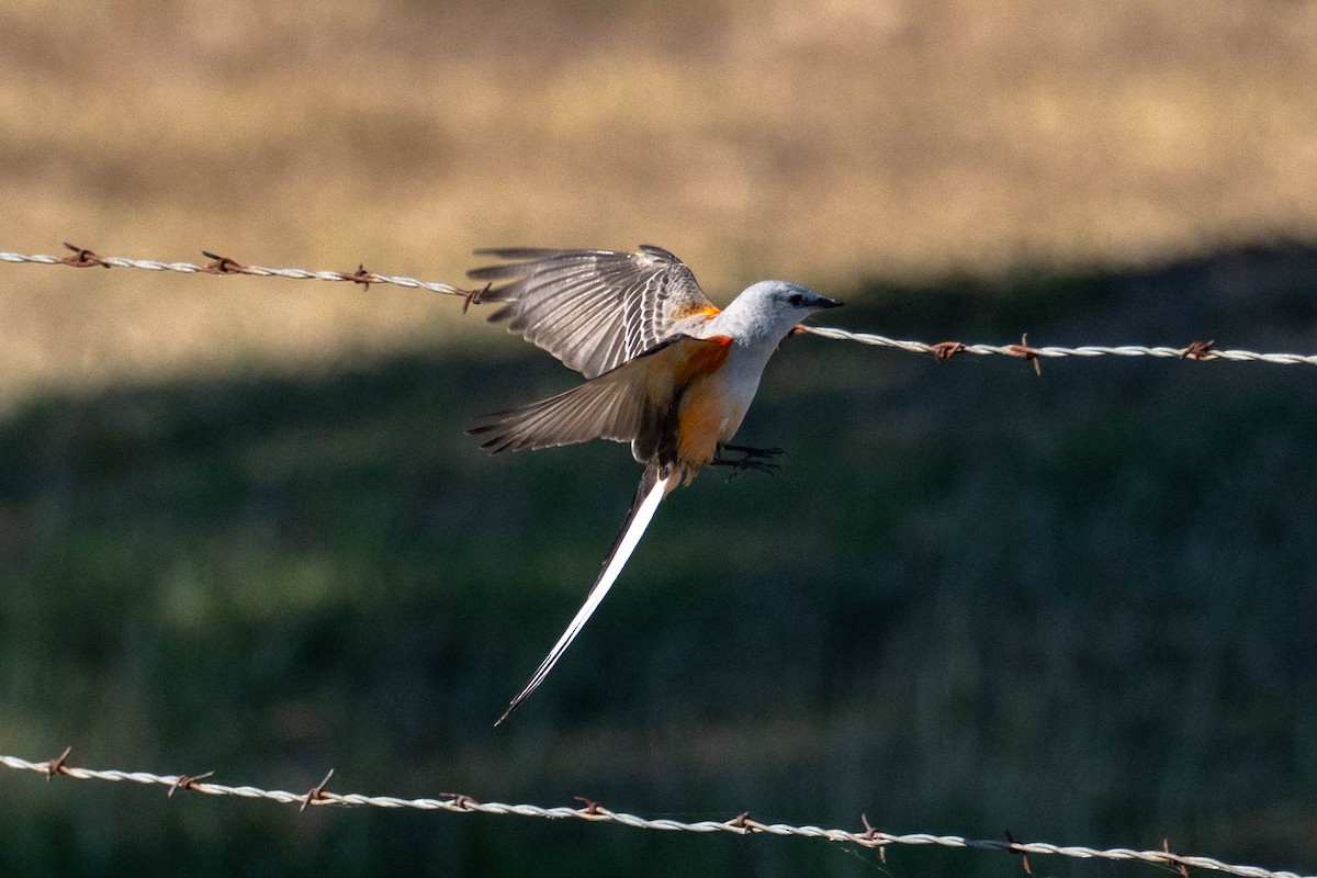 Scissor-tailed Flycatcher - ML646113462