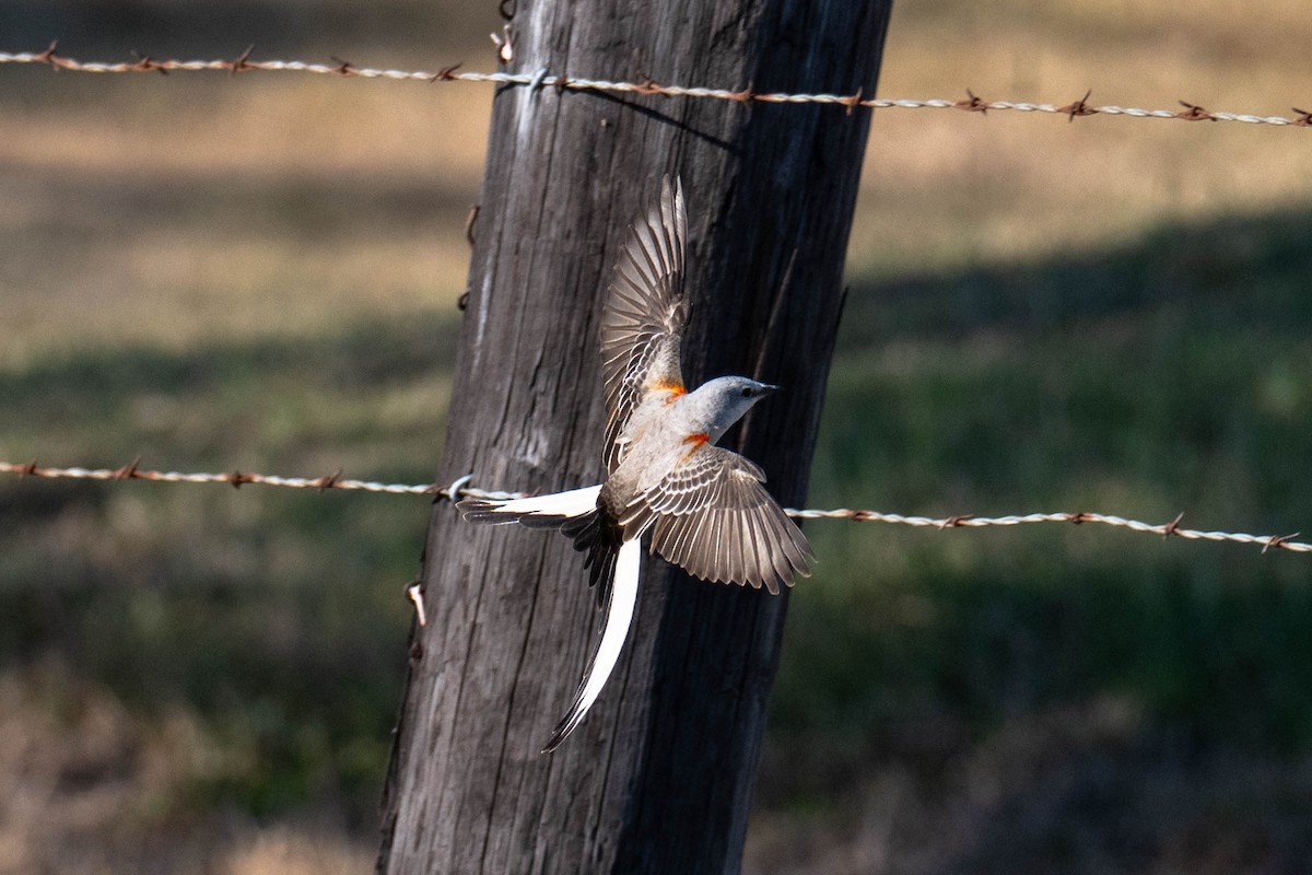Scissor-tailed Flycatcher - ML646113463