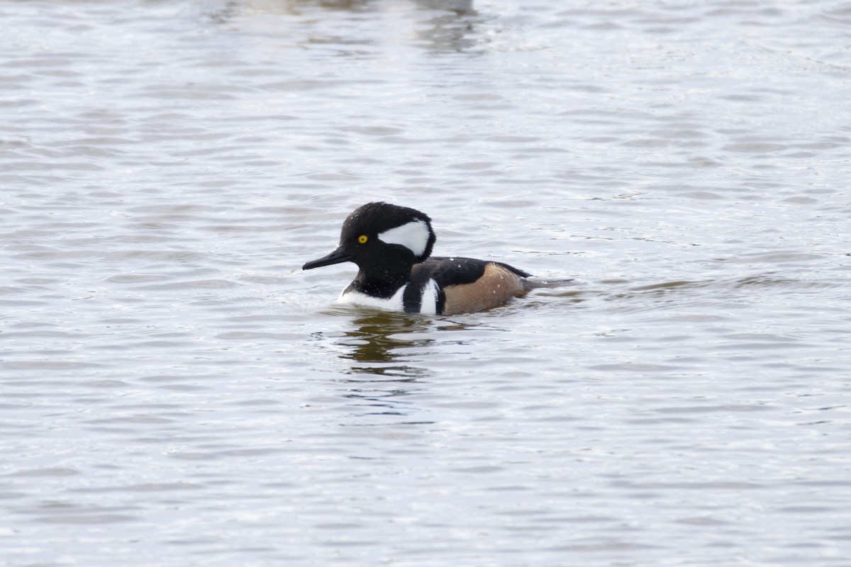 Başlıklı Tarakdiş - ML646113465